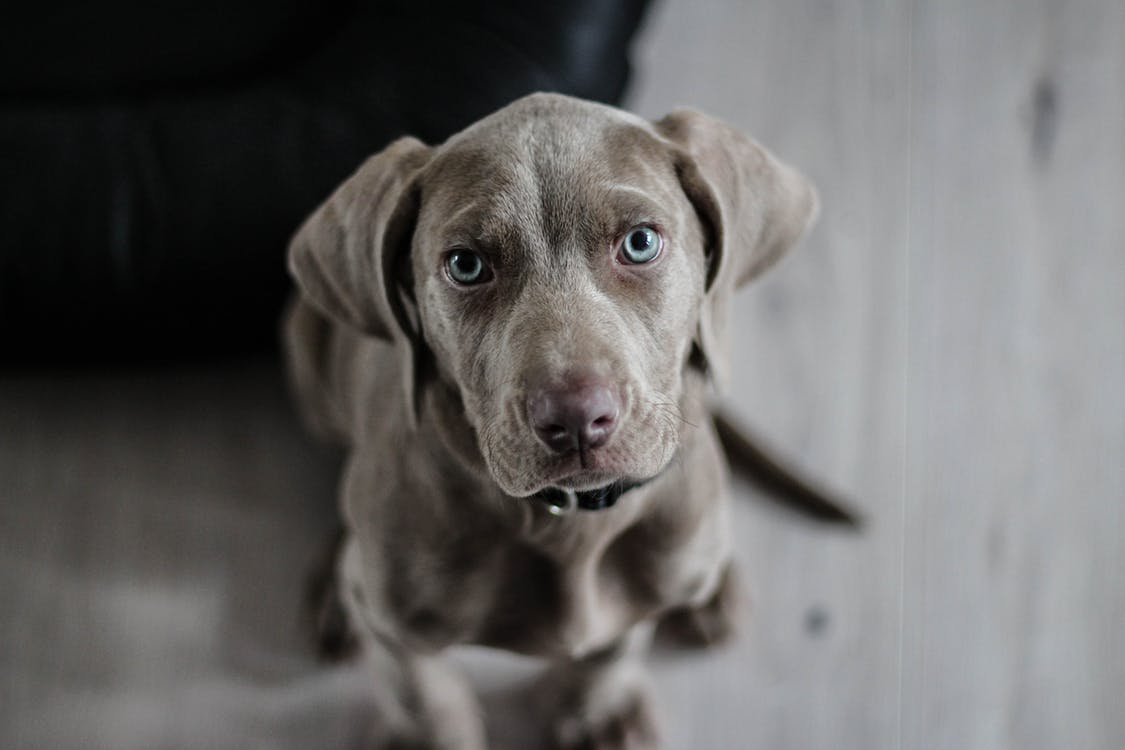 weimaraner-puppy-dog-snout-97082